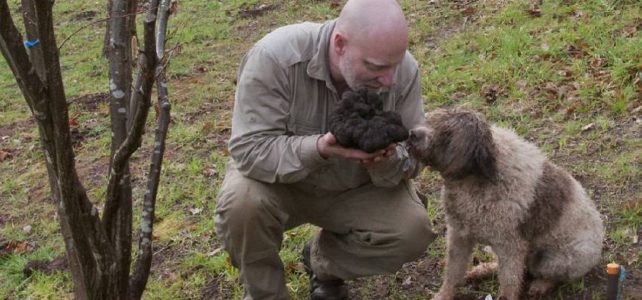 Trovato un tartufo da un chilo e mezzo!