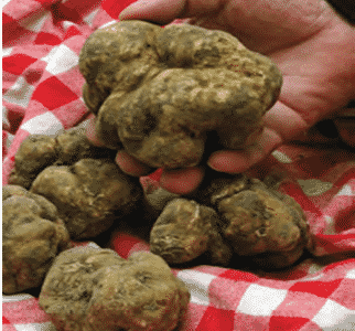 tartufo del deserto