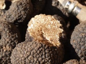 caratteristiche del tartufo uncinato 