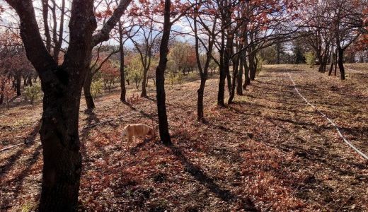 come coltivare il tartufo