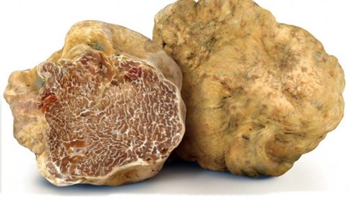 Tartufo del Piemonte