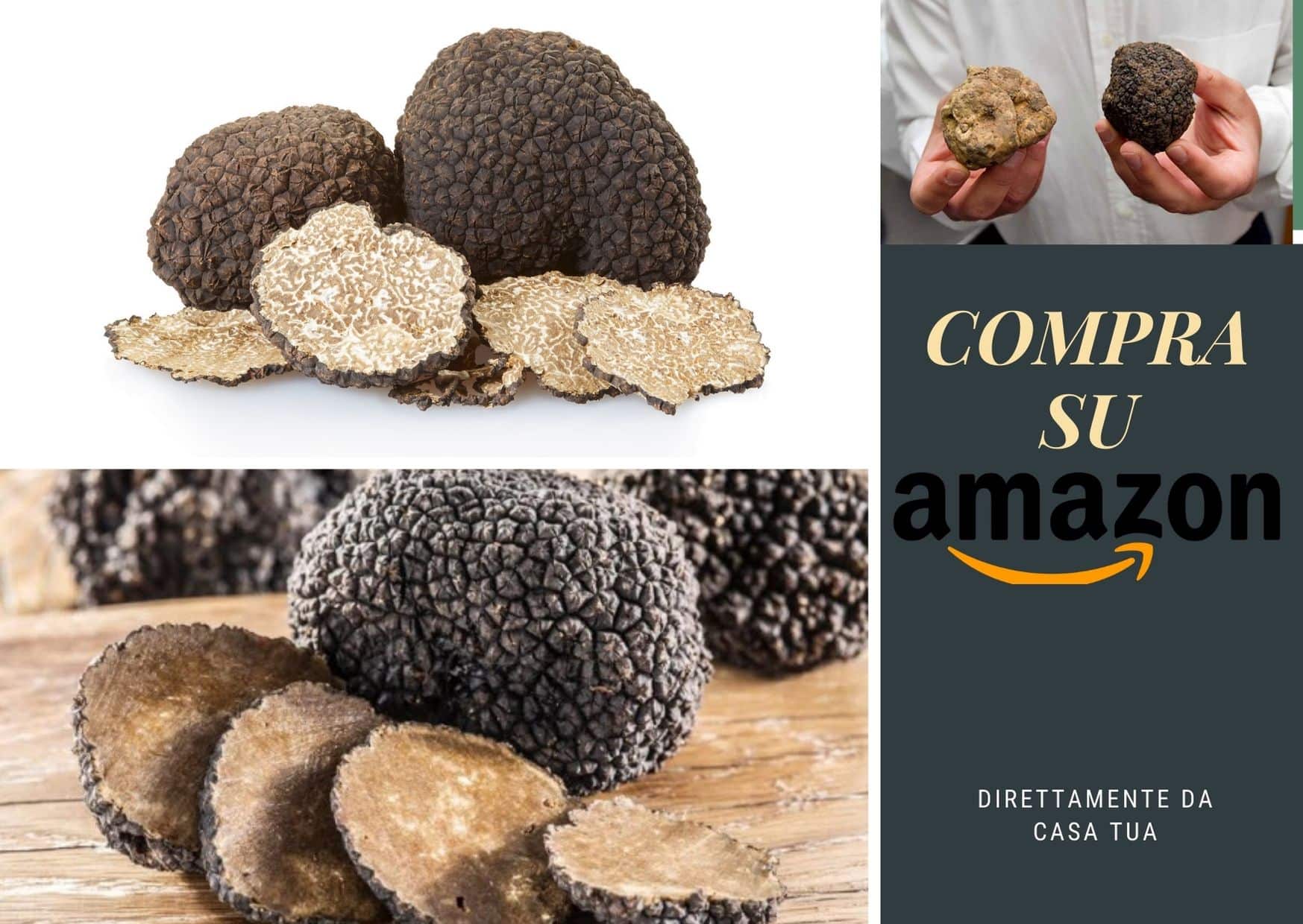 Tartufo - Guide, ricette, informazioni sul mondo dei tartufi. logo